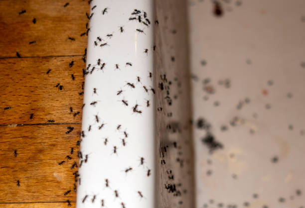 Wildlife Control Services in Boaz, WV