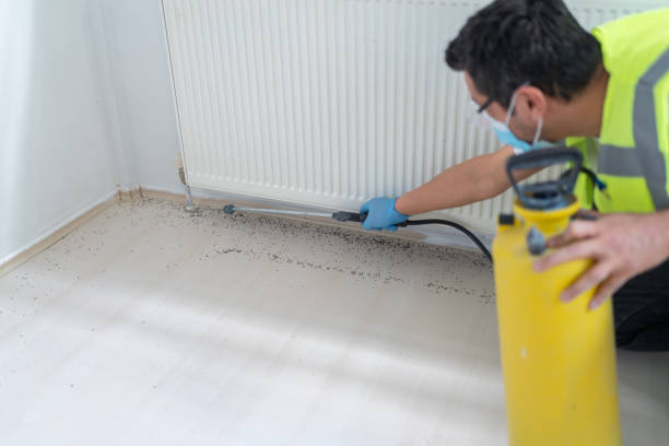 Best Flea Control Services  in Boaz, WV